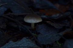 Meottomyces dissimulans