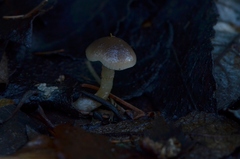 Meottomyces dissimulans