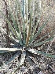 Agave peacockii