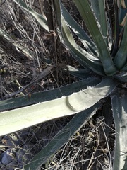 Agave peacockii