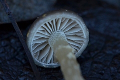 Meottomyces dissimulans