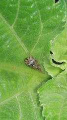 Xerophloea