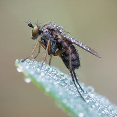 Dolichopus rupestris