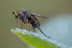 Dolichopus rupestris