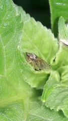 Xerophloea