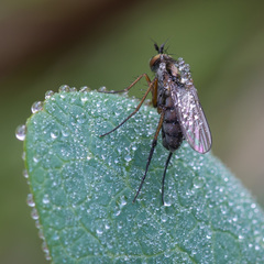 Dolichopus rupestris