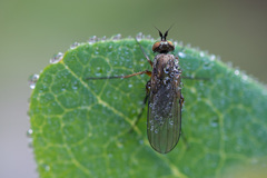 Dolichopus rupestris