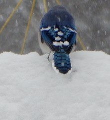 Cyanocitta cristata image
