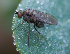 Dolichopus rupestris