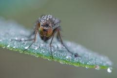 Dolichopus rupestris