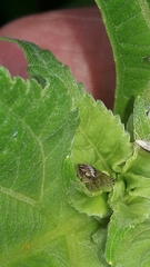 Xerophloea