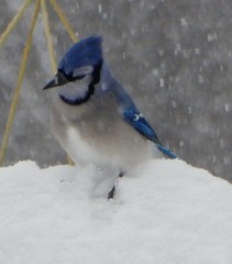 Cyanocitta cristata image