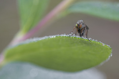 Dolichopus rupestris