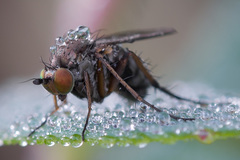 Dolichopus rupestris