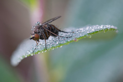 Dolichopus rupestris