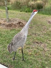 Grus canadensis image