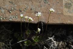 Draba fladnizensis