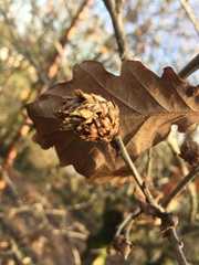 Andricus foecundatrix