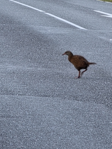 Weka (Gallirallus australis), photo 6