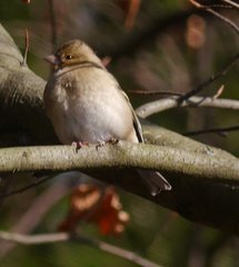 Fringilla coelebs coelebs