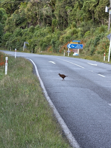 Weka (Gallirallus australis), photo 7