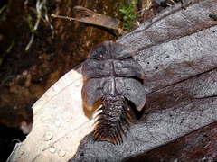 Platerodrilus foliaceus