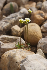 Draba fladnizensis