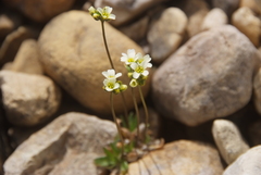 Draba fladnizensis