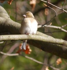 Fringilla coelebs coelebs