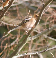 Fringilla coelebs coelebs