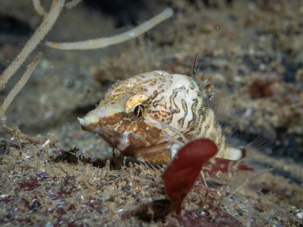 Grunt sculpin (Rhamphocottus richardsonii) — Rhamphocottidae