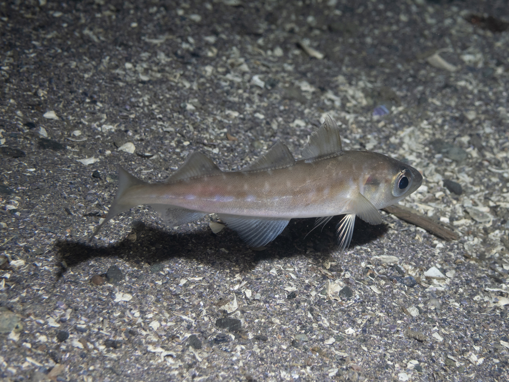 Alaska pollack (Gadus chalcogrammus) — Gadidae