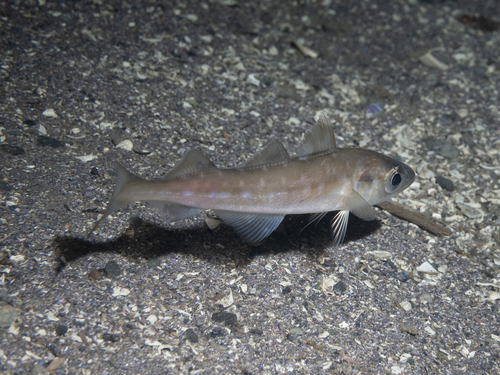Alaska pollack (Gadus chalcogrammus) — Gadidae