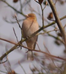 Fringilla coelebs coelebs