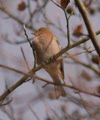 Fringilla coelebs coelebs