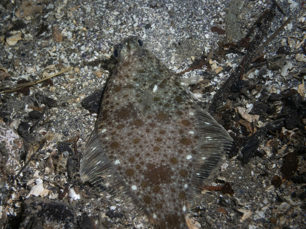 English sole (Parophrys vetulus) — Pleuronectidae