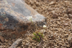 Draba fladnizensis