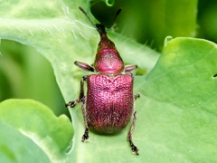 Rhynchites auratus