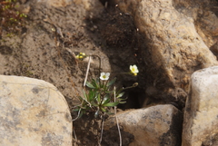 Draba fladnizensis