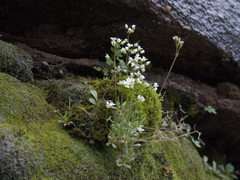 Draba fladnizensis