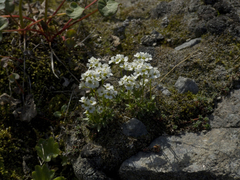 Draba fladnizensis