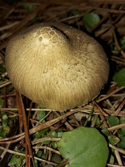 Inocybe sindonia