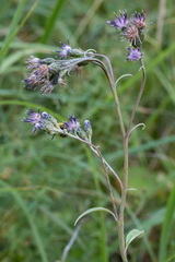 Saussurea controversa