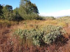 Myrica gale tomentosa
