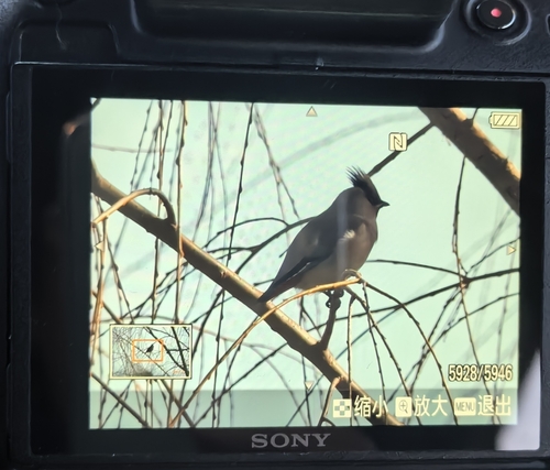 Japanese Waxwing