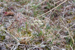 Draba fladnizensis