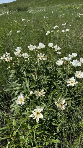 Chinese peony