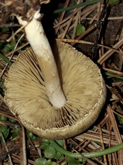 Inocybe sindonia
