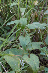 Saussurea controversa