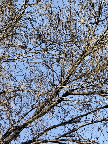 Asian Tit